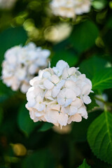 Blooming hydrangea plant