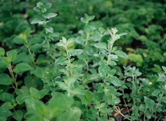 Spice. Shrub. Oregano. Medicinal plant. Kitchen spice. Kitchen herb. Perennial herb. Soft focus