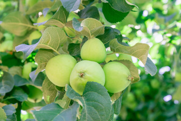 Green apples ripen on the branch.