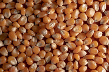 macro yellow corn grain texture - top view.