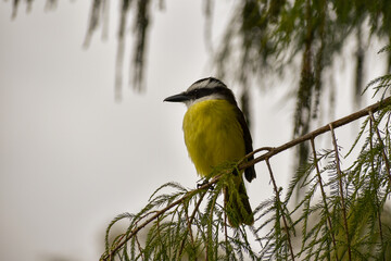 great kiskadee, Pitangus sulphuratus, perching