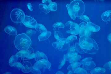 Jellyfish in a blue backlit aquarium