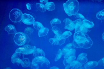 Fototapeta na wymiar Jellyfish in a blue backlit aquarium