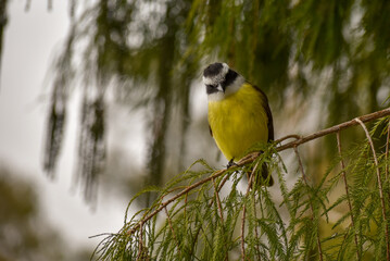 great kiskadee, Pitangus sulphuratus, perching