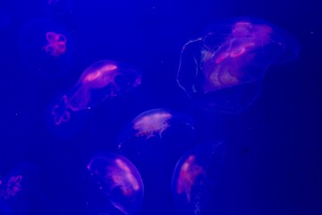 Naklejka na ściany i meble Bright pink jellyfish in a blue backlit aquarium
