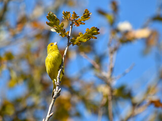 saffron finch, Sicalis flaveola, a tanager