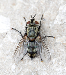 Sharp close up of a fly from above
