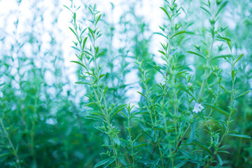 Frische Thymian Kräuter