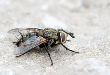 Sharp close up of a fly from the side