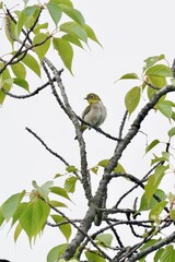 white eye on the branch