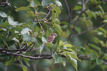 sparrow on the branch