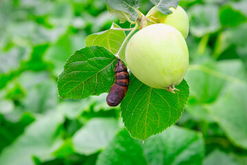 Pest: Silkworm pupa (Lymantria dispar) on an apple tree.