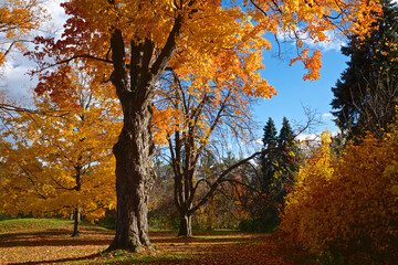 Fototapeta premium Maple trees in fall at the public park in Toronto, Ontario, Canada
