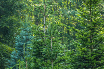 Wiederaufforstung un Wiederbegrünung im Mischwald