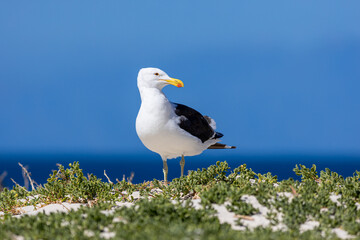 seagull on the beach over a blue sky