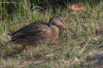 a lonely duck walks along the lakeside