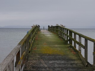 Seebrücke mit Vögeln in Sassnitz