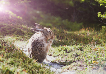rabbit in the woods sunshine golden light