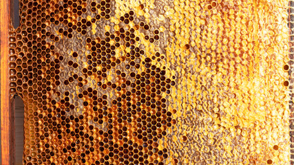 Frame with honeycomb with sweet golden honey. Healthy eating. Beekeeping concept. Sealed honeycombs with perga and pollen.