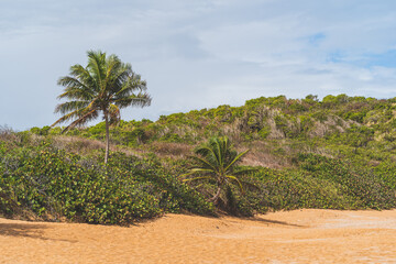 A backpack sits under a palm tree on a Red sand beach