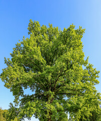 green oak tree against sky