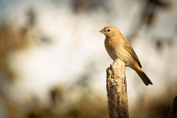 Sicalis flaveola, canário da terra. The land canary, Sicalis flaveola, is also known as the garden canary