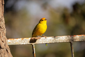 Sicalis flaveola, canário da terra. The land canary, Sicalis flaveola, is also known as the garden canary