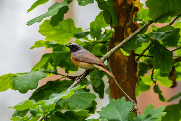 Common redstart sitting on the branch among oak green leavs.