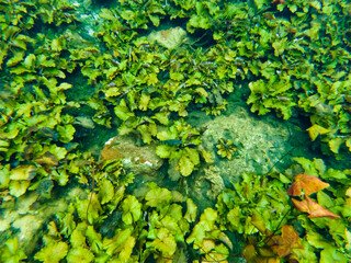 Sea bottom. Bright and colorful underwater world. A lot of algae, tropical fish swim between them. Pure clear water. Background. Wallpaper. Texture. Underwater photography.