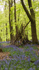 A wooden hut surrounded by bluebells