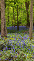 Bluebells in the forrest