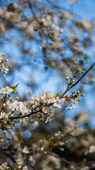 White flowers in a tree