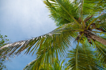 Obraz premium Coconut tree against the deep sky. There are light white clouds in the sky. Huge green leaves. There are no people in the photo. High angle view. Background. Wallpaper. Texture.