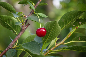 The cherry blossoms are ripe in the garden. Gardening. Harvesting soon.
