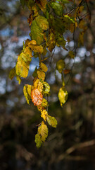 autumn leaves on a tree