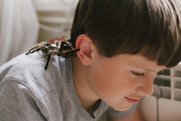 Tarantula spider on boy's shoulder. Scary pet Brachypelma albopilosum plays with child. Caring for...