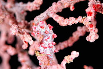 A picture of a pygmy seahorse - obrazy, fototapety, plakaty