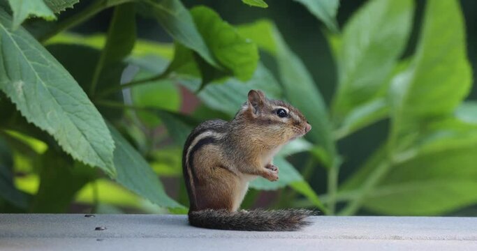 An Eastern chipmunk scavenges for food