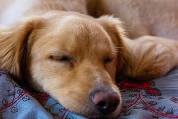 Light brown golden retriever dog sleeps lying down in bed. Home pet resting