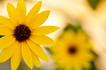 Yellow daisy flower close up detail