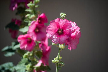 Closeup of pink hollyhock flowers in the street