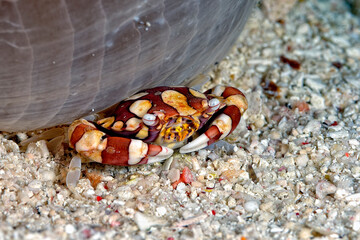 A picture of a porcelain crab