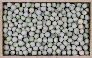 top view of dry pea (Pisum sativum) seeds in a rectangular wooden box.