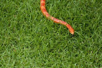 Corn Snake slithering through grass