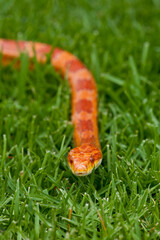 Corn Snake slithering through grass