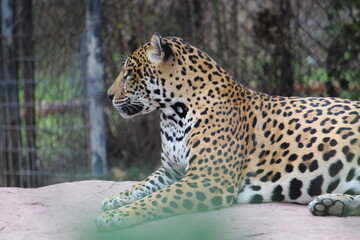 leopardo hermoso © Rene