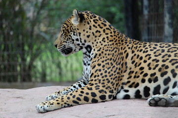 Fototapeta na wymiar leopardo me ignora