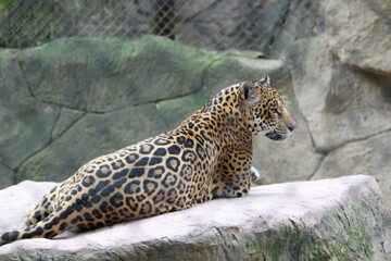 leopardo posando © Rene