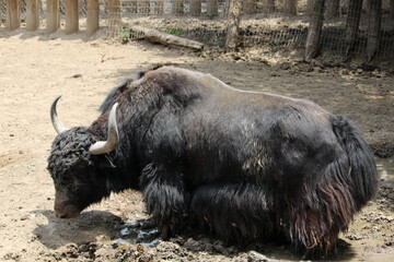 Fototapeta premium búfalo grande