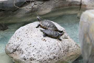 Obraz premium tortugas en la piedra